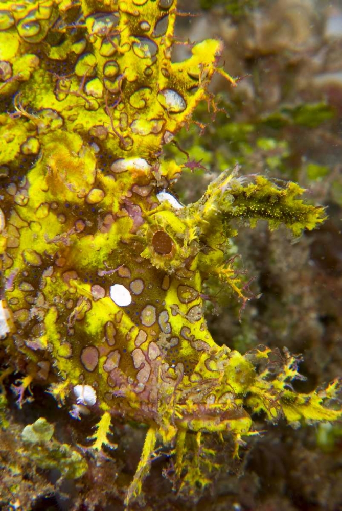 Indonesia, Sulawesi Isl, Rhinopias scorpionfish art print by Jones Shimlock for $57.95 CAD