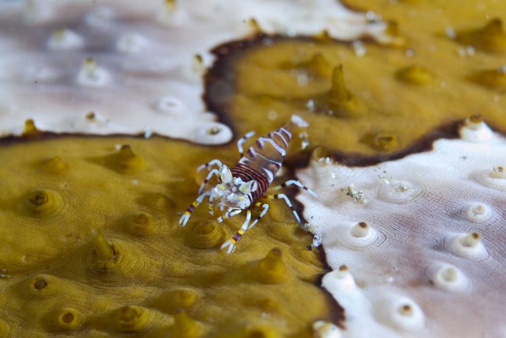 Indonesia, Lembeh Strait Bumble-bee shrimp art print by Jones Shimlock for $57.95 CAD