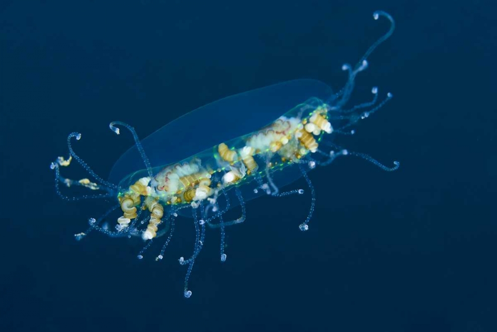 Indonesia, Lembeh Strait Adult jellyfish art print by Jones Shimlock for $57.95 CAD