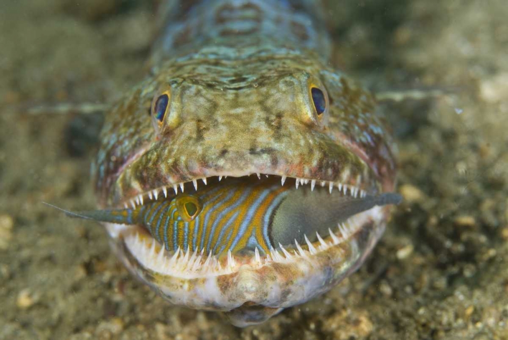 Lizardfish eating, Sulawesi Island, Indonesia art print by Jones Shimlock for $57.95 CAD