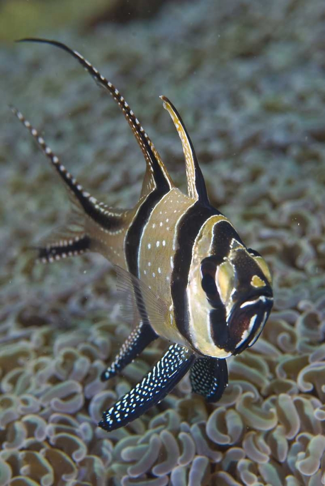 Banggai cardinalfish, Sulawesi Island, Indonesia art print by Jones Shimlock for $57.95 CAD