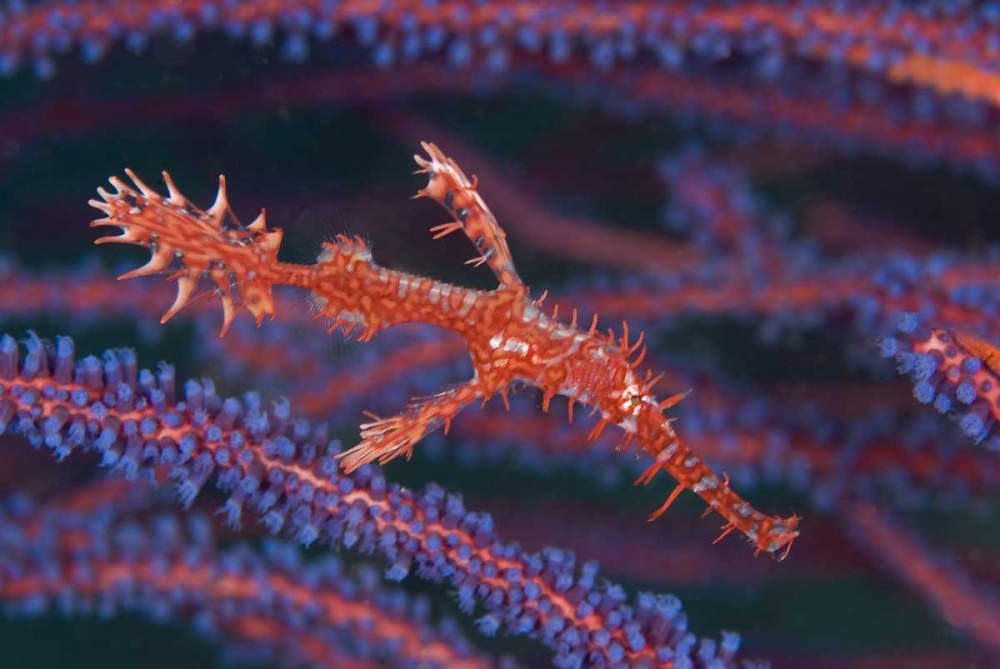 Pipefish among sea whips, Triton Bay, Indonesia art print by Jones Shimlock for $57.95 CAD
