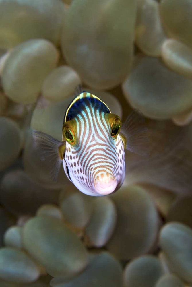 Front close-up of pufferfish, Ambon, Indonesia art print by Jones Shimlock for $57.95 CAD