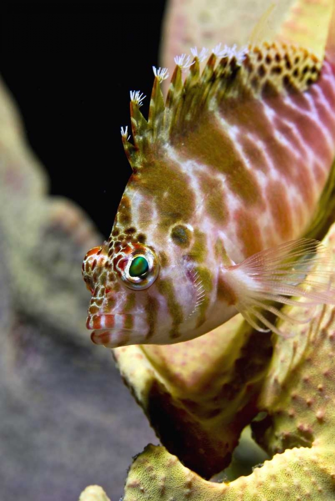 Hawkfish among corals, Ambon, Indonesia art print by Jones Shimlock for $57.95 CAD