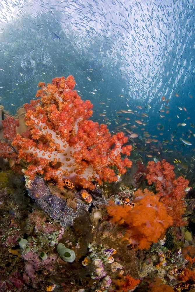 Fish swims by coral, Triton Bay, Papua, Indonesia art print by Jones Shimlock for $57.95 CAD