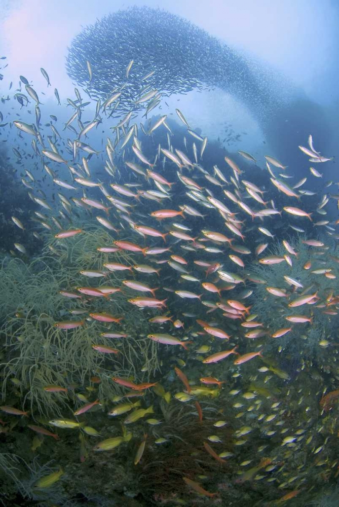 Schooling fish over black coral, Papua, Indonesia art print by Jones Shimlock for $57.95 CAD