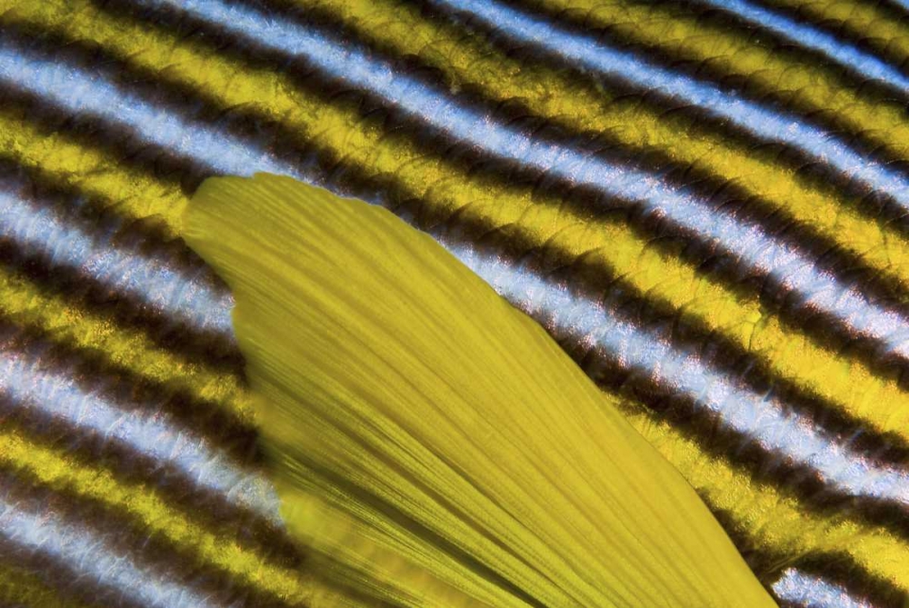 Sweetlip scales, Fak Fak, Papua, Indonesia art print by Jones Shimlock for $57.95 CAD