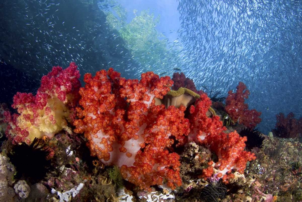 Baitfish swim past coral, Papua, Indonesia art print by Jones Shimlock for $57.95 CAD