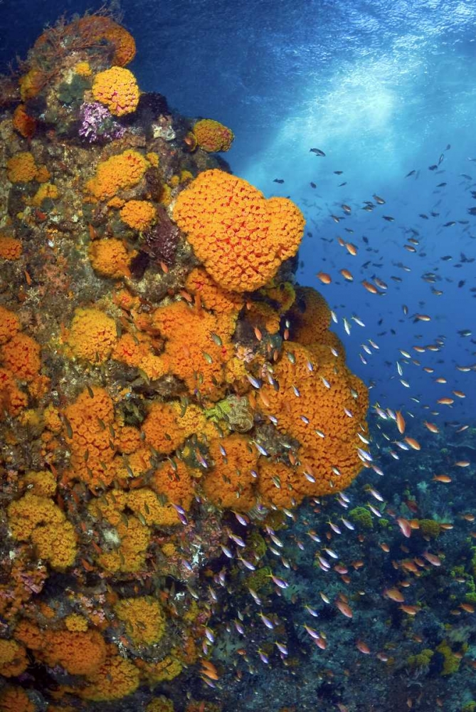 Fusiliers and anthias, Fak Fak, Papua, Indonesia art print by Jones Shimlock for $57.95 CAD