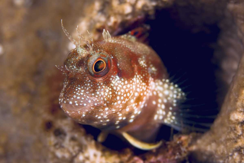 Blenny fish, Triton Bay, Papua, Indonesia art print by Jones Shimlock for $57.95 CAD