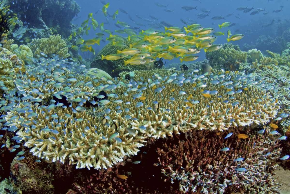 Damselfish and snappers, Misool, Papua, Indonesia art print by Jones Shimlock for $57.95 CAD
