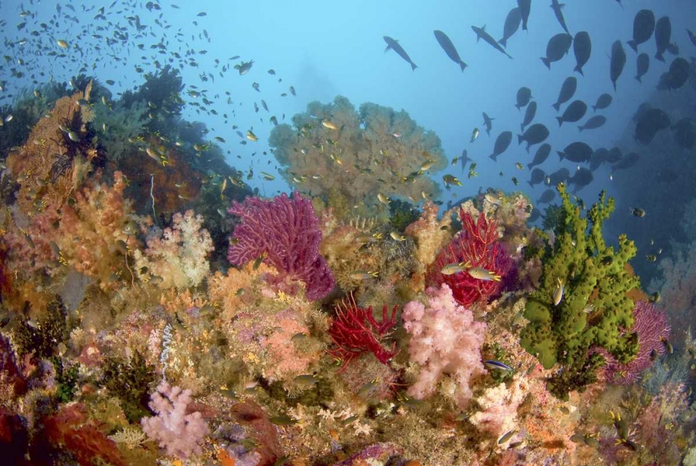 Diverse reef life, Misool, Raja Ampat, Indonesia art print by Jones Shimlock for $57.95 CAD