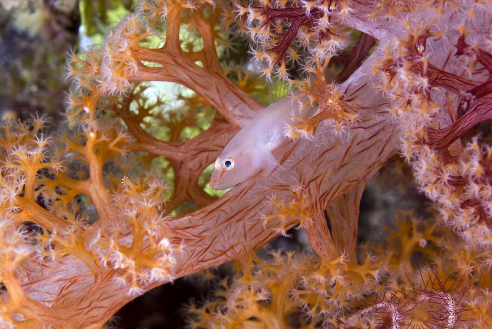 Goby fish in soft corals, Papua, Indonesia art print by Jones Shimlock for $57.95 CAD