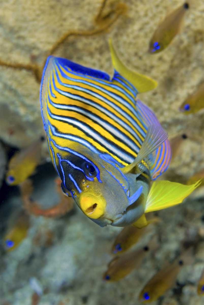 Angelfish, Raja Ampat, Papua, Indonesia art print by Jones Shimlock for $57.95 CAD