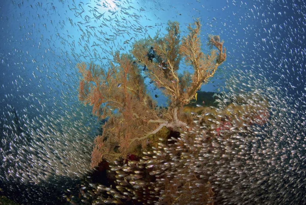 Sweeper fish school and sea fan, Papua, Indonesia art print by Jones Shimlock for $57.95 CAD