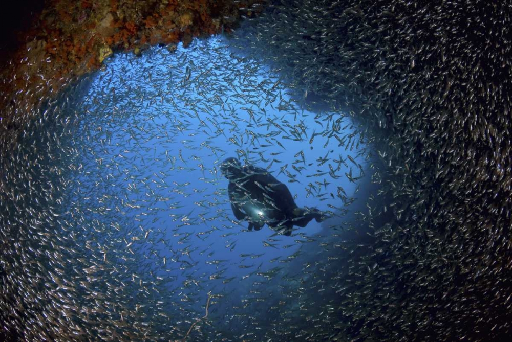 Baitfish and diver at cave, Papua, Indonesia art print by Jones Shimlock for $57.95 CAD