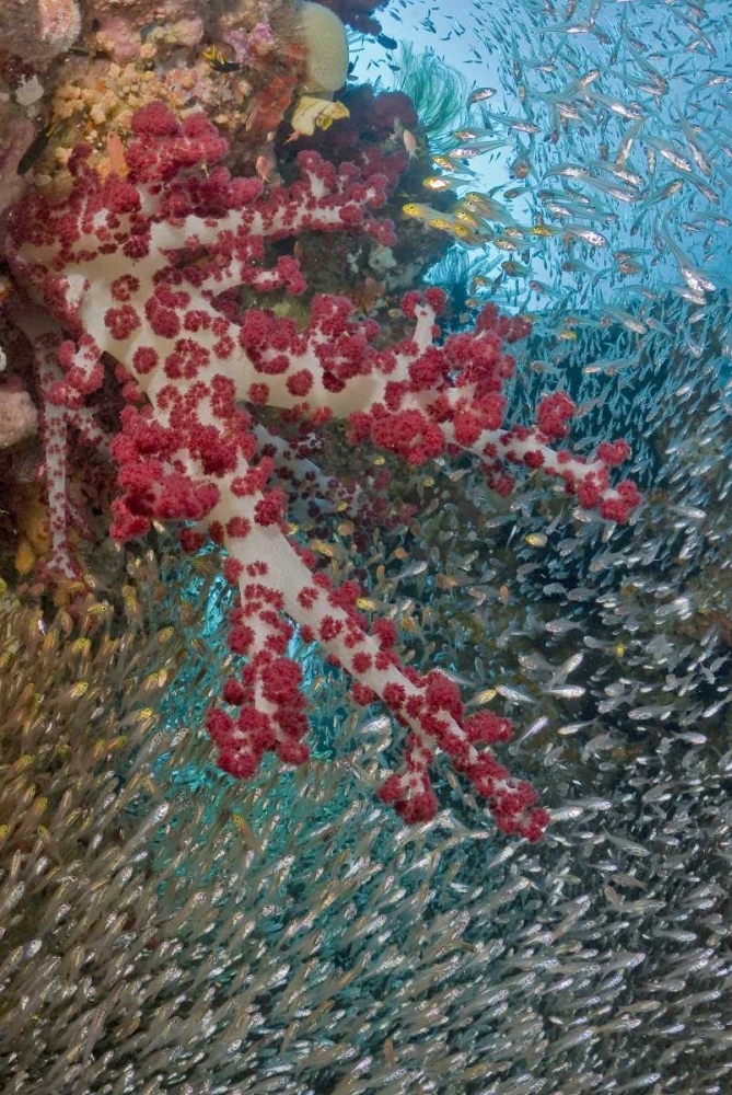 Baitfish around soft coral, Papua, Indonesia art print by Jones Shimlock for $57.95 CAD