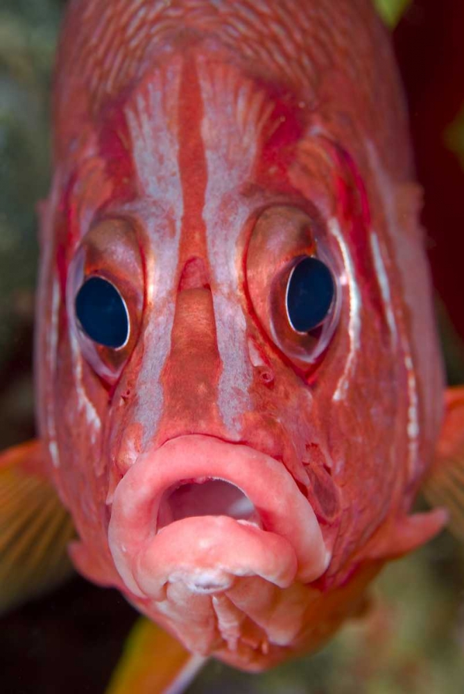 Colorful squirrelfish, Papua, Indonesia art print by Jones Shimlock for $57.95 CAD