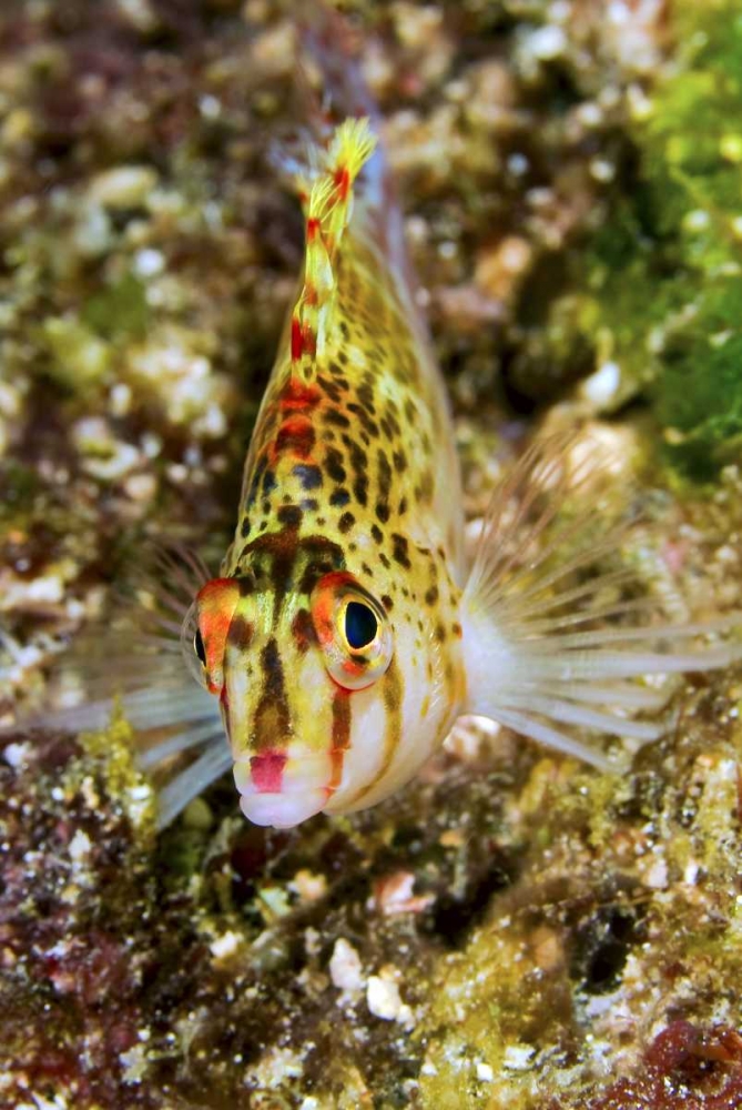 Colorful hawkfish, Raja Ampat, Papua, Indonesia art print by Jones Shimlock for $57.95 CAD