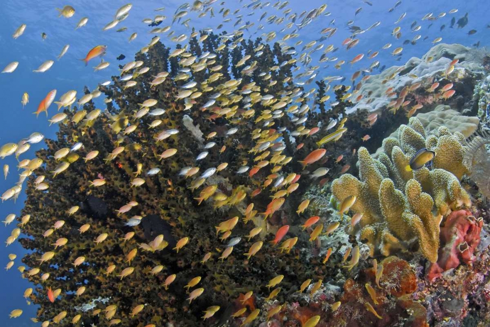 Fish swim past reef corals, Papua, Indonesia art print by Jones Shimlock for $57.95 CAD
