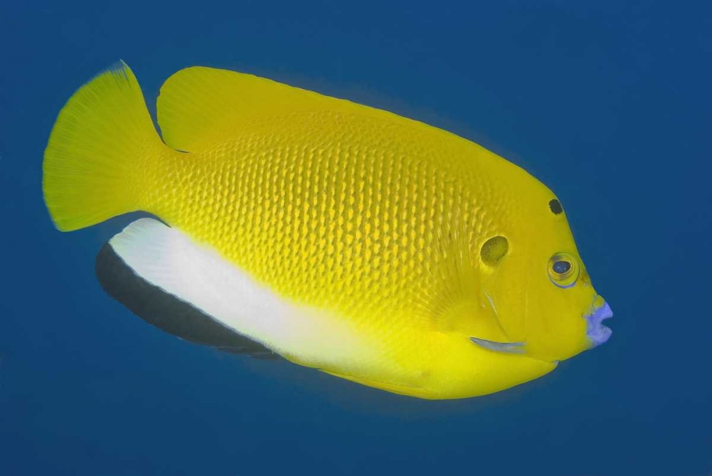 Angelfish, Raja Ampat, Papua, Indonesia art print by Jones Shimlock for $57.95 CAD