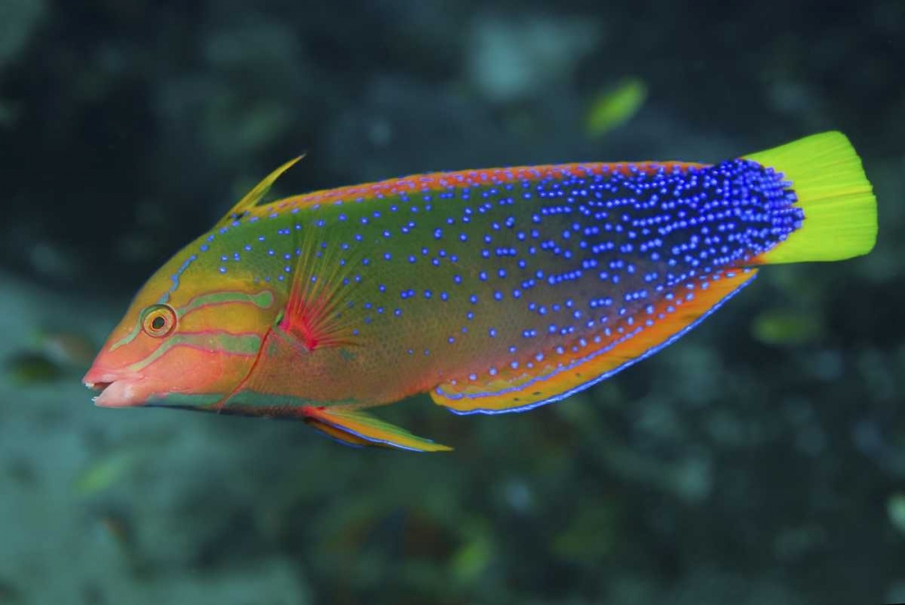Colorful wrasse, Raja Ampat, Papua, Indonesia art print by Jones Shimlock for $57.95 CAD