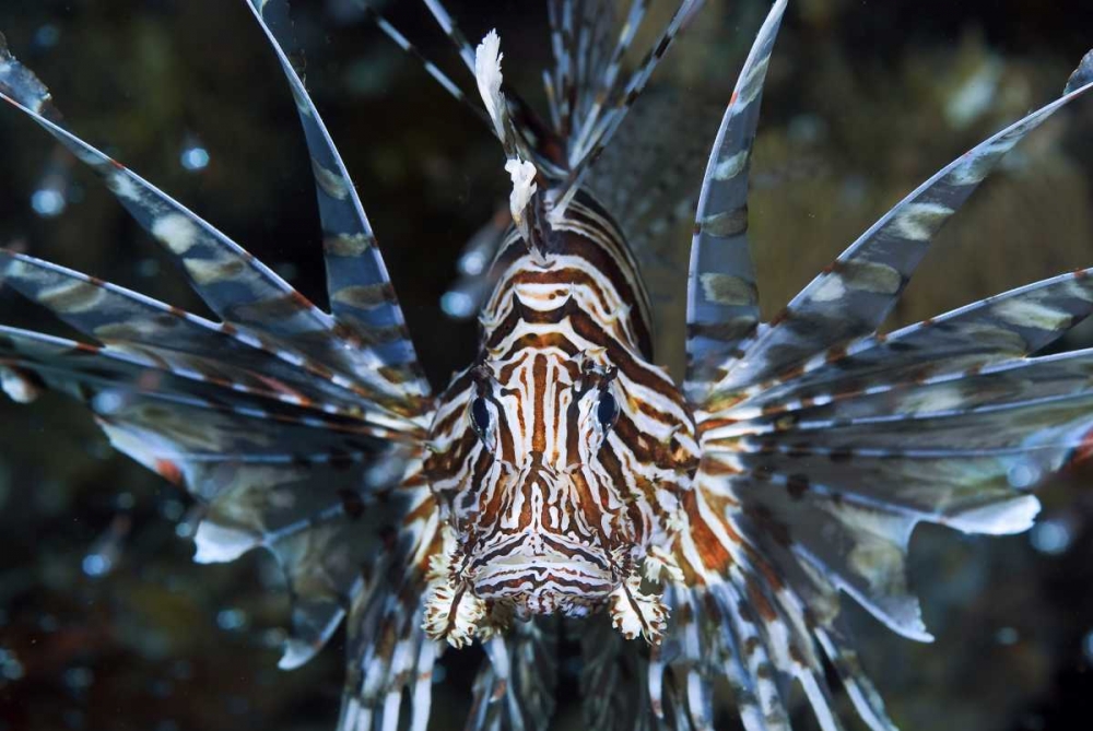 Frontal Poisonous scorpionfish, Papua, Indonesia art print by Jones Shimlock for $57.95 CAD