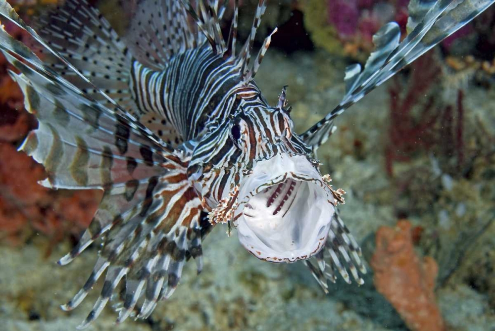 Poisonous scorpionfish yawning, Papua, Indonesia art print by Jones Shimlock for $57.95 CAD