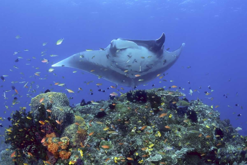 Manta ray glides over reef, Irian Jaya, Indonesia art print by Jones Shimlock for $57.95 CAD