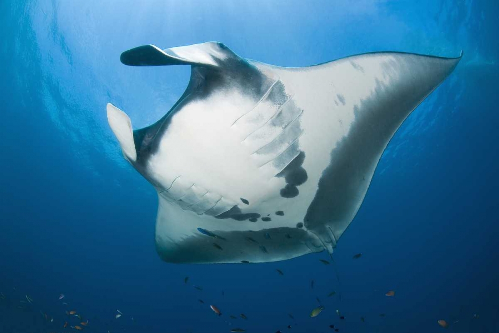 Manta rays underside, Irian Jaya, Indonesia art print by Jones Shimlock for $57.95 CAD