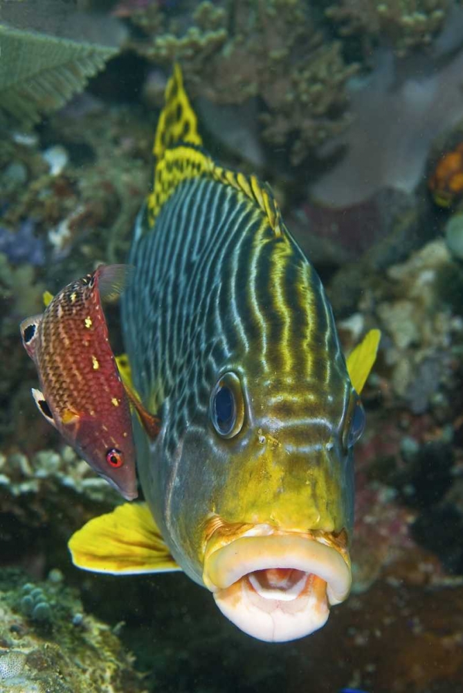 Lined sweetlip fish is being cleaned, Indonesia art print by Jones Shimlock for $57.95 CAD