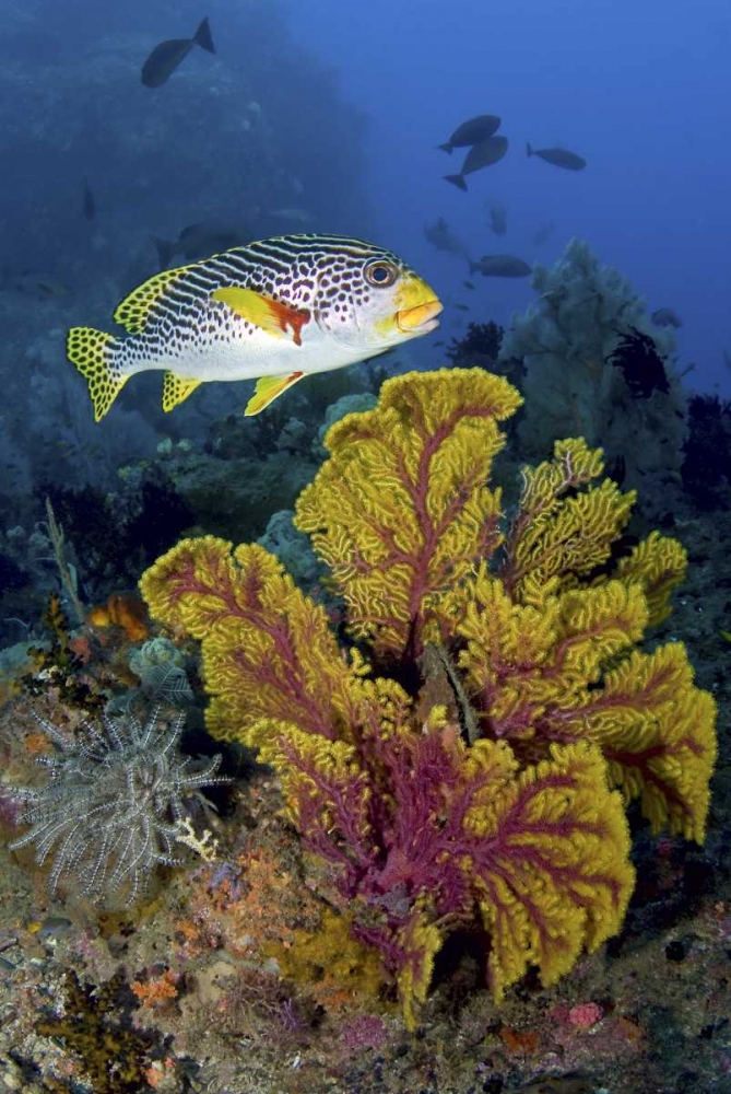 Sweetlip fish over coral, Irian Jaya, Indonesia art print by Jones Shimlock for $57.95 CAD