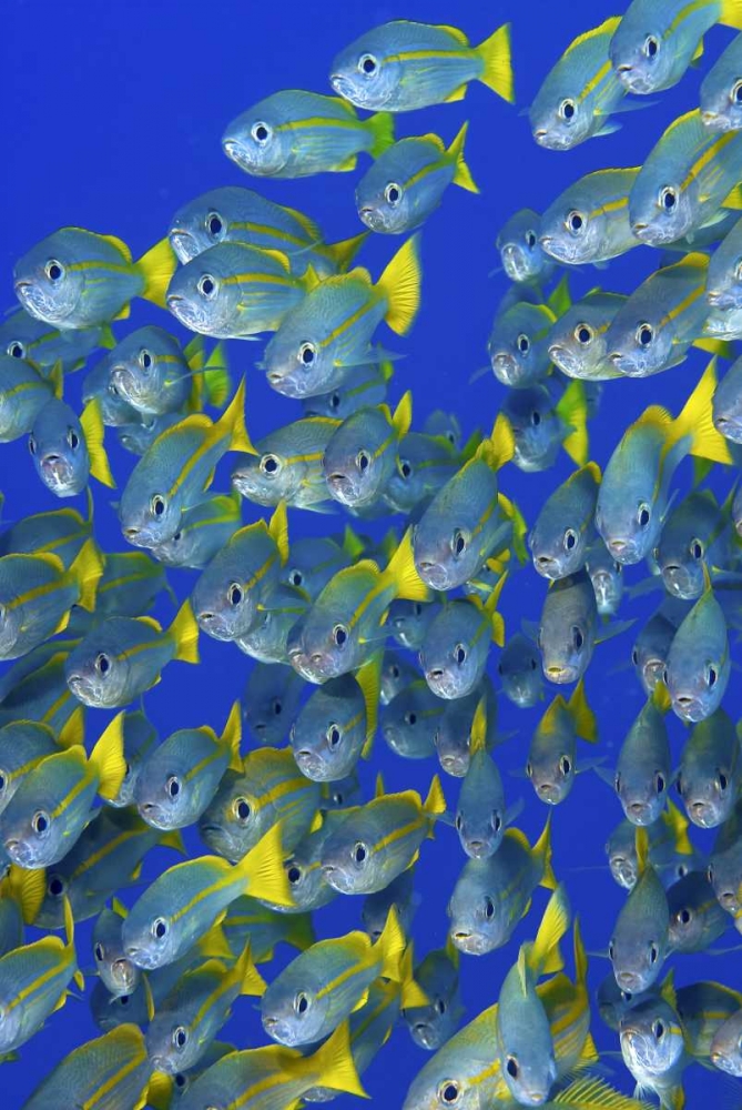 Yellowtail snapper fish, Irian Jaya, Indonesia art print by Jones Shimlock for $57.95 CAD