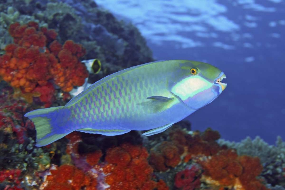 Parrotfish, Irian Jaya, West Papua, Indonesia art print by Jones Shimlock for $57.95 CAD