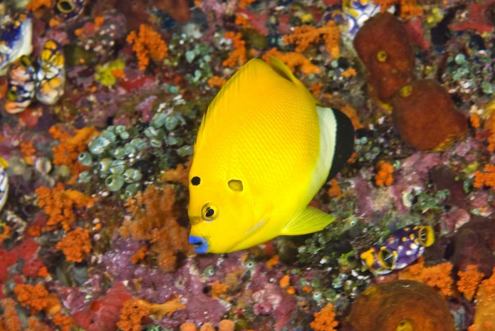 Angelfish, Irian Jaya, West Papua, Indonesia art print by Jones Shimlock for $57.95 CAD