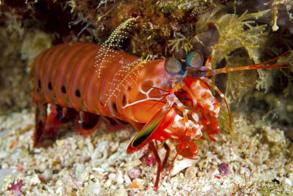 Shrimp on ocean floor, Irian Jaya, Indonesia art print by Jones Shimlock for $57.95 CAD