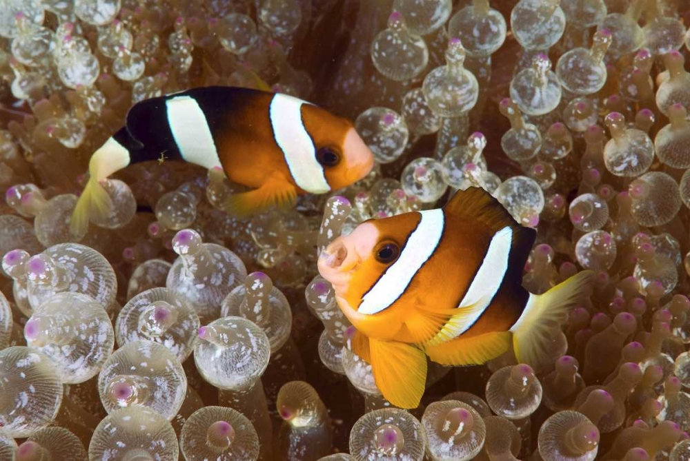 Anemonefish in an anemone, Raja Ampat, Indonesia art print by Jones Shimlock for $57.95 CAD
