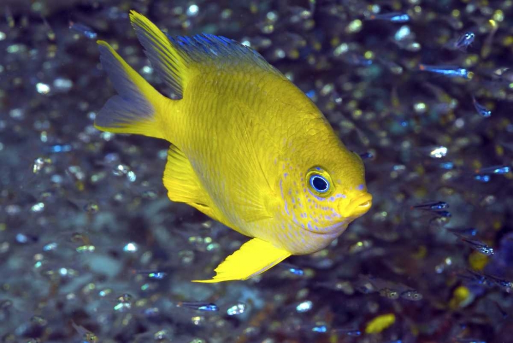 Yellow damselfish, West Papua, Indonesia art print by Jones Shimlock for $57.95 CAD