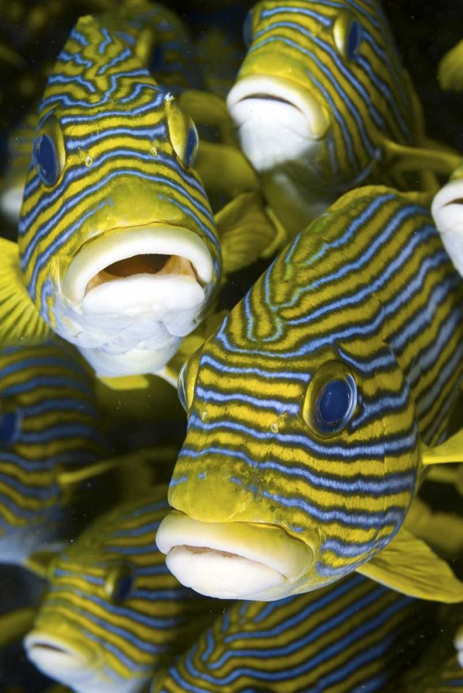 Sweetlip fish, Irian Jaya, West Papua, Indonesia art print by Jones Shimlock for $57.95 CAD