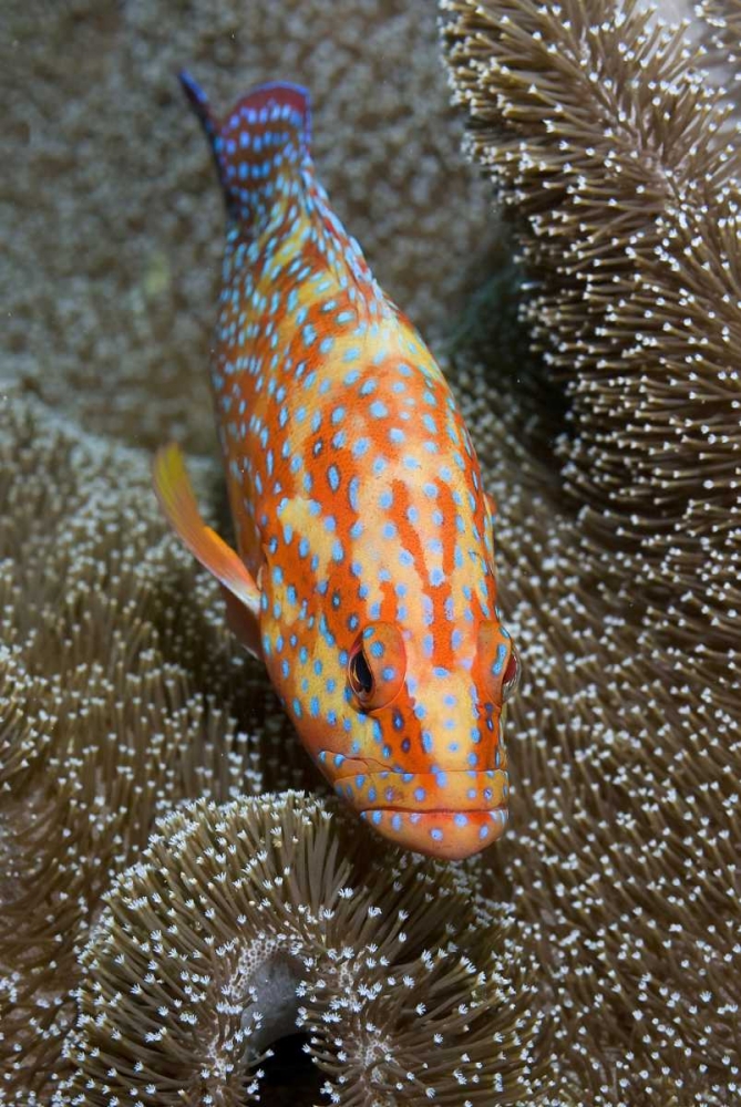 Coral trout, Irian Jaya, West Papua, Indonesia art print by Jones Shimlock for $57.95 CAD