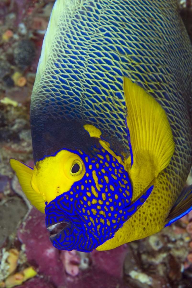 Detail of angelfish, Irian Jaya, Indonesia art print by Jones Shimlock for $57.95 CAD