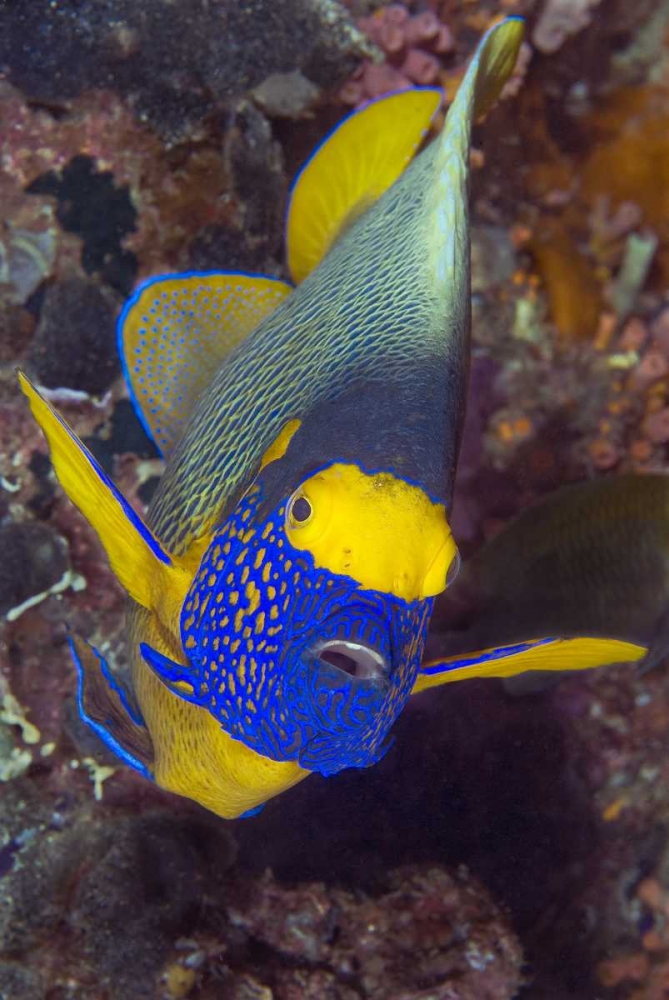 Angelfish, Irian Jaya, West Papua, Indonesia art print by Jones Shimlock for $57.95 CAD