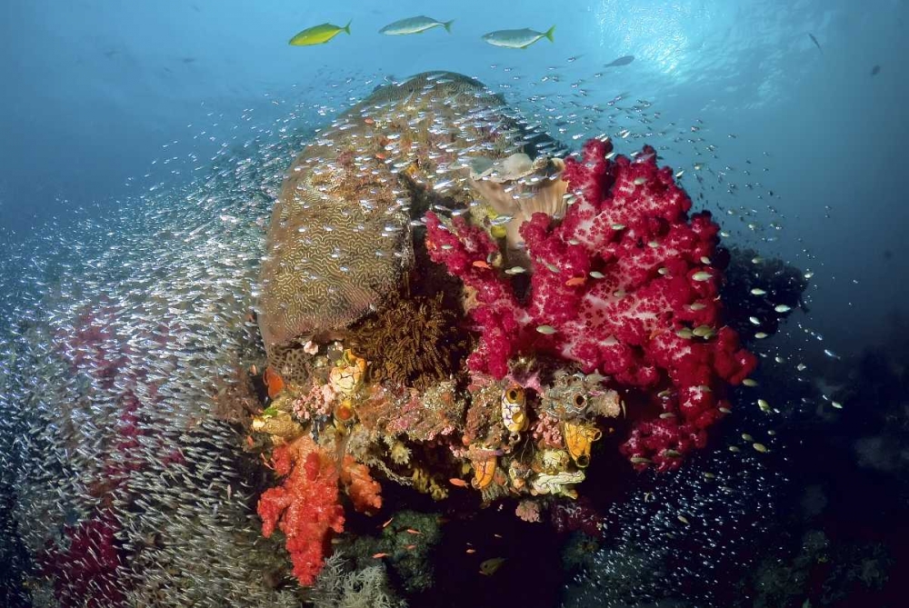 Reef scenics, Irian Jaya, West Papua, Indonesia art print by Jones Shimlock for $57.95 CAD