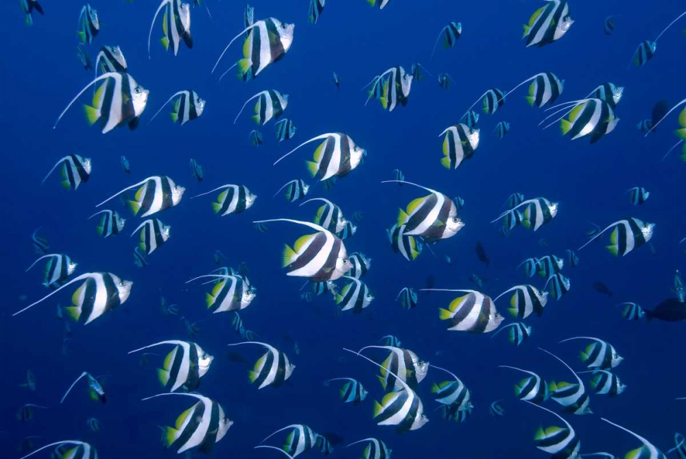 Bannerfish, Irian Jaya, West Papua, Indonesia art print by Jones Shimlock for $57.95 CAD