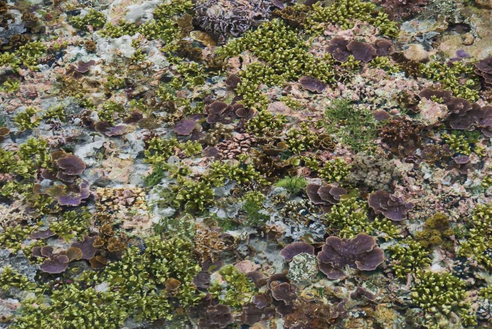 Low tide, Misool Island, Irian Jaya, Indonesia art print by Jones Shimlock for $57.95 CAD