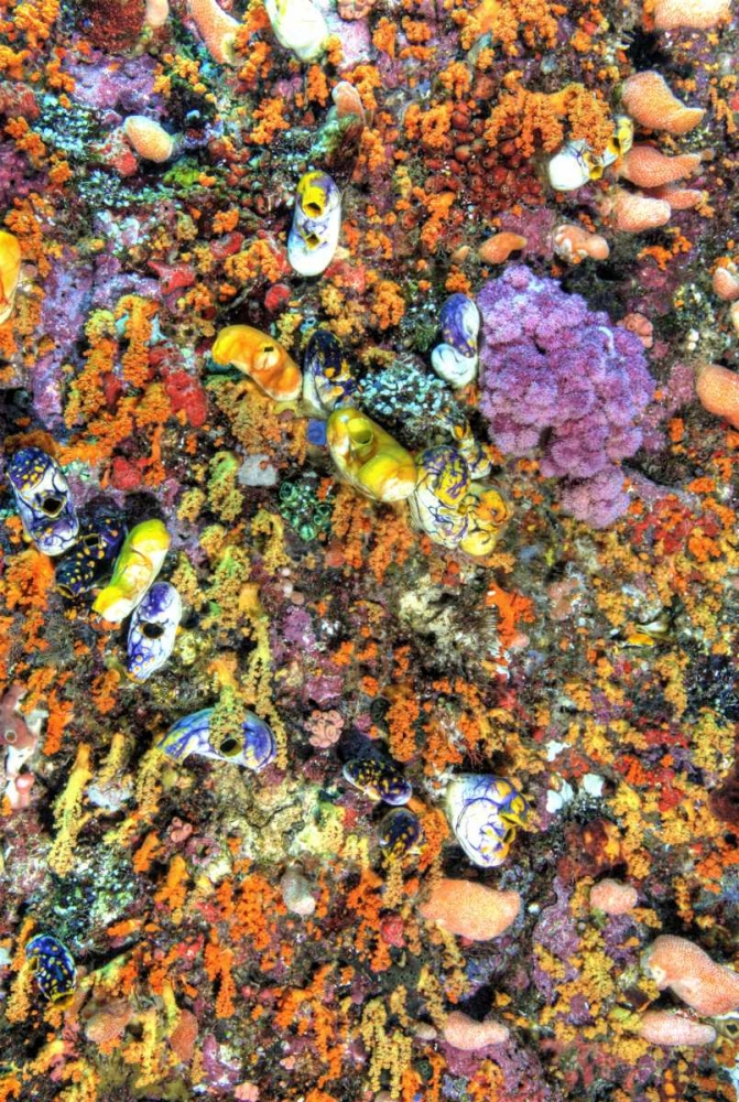 Indonesia, Papua Colorful coral Reef Scenic art print by Jones Shimlock for $57.95 CAD