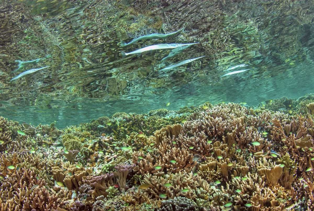 Indonesia, Papua Needlefish feeding by a reef art print by Jones Shimlock for $57.95 CAD