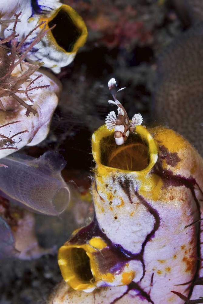 Indonesia, Sweetlip fish in a sea squirts siphon art print by Jones Shimlock for $57.95 CAD