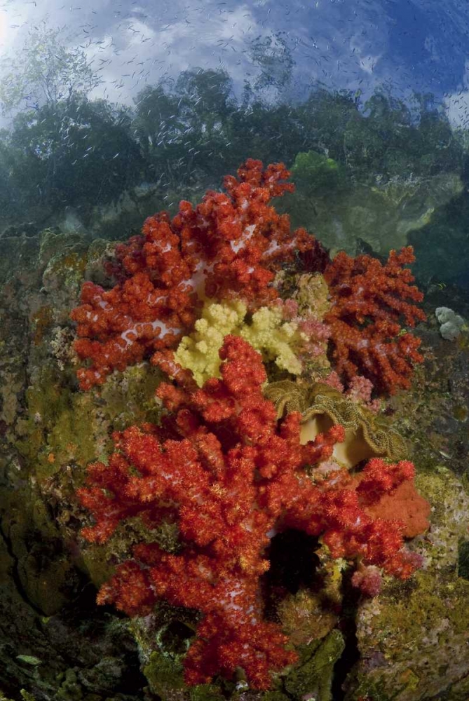 Indonesia, Papua, Fak Fak, Triton Bay Coral reef art print by Jones Shimlock for $57.95 CAD
