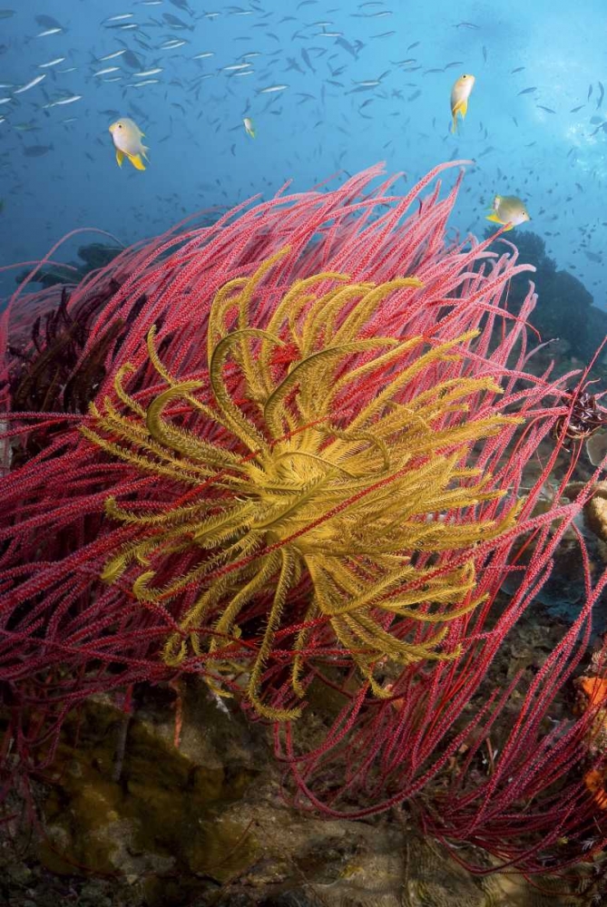 Indonesia, Pisang Islands Feather star crinoids art print by Jones Shimlock for $57.95 CAD